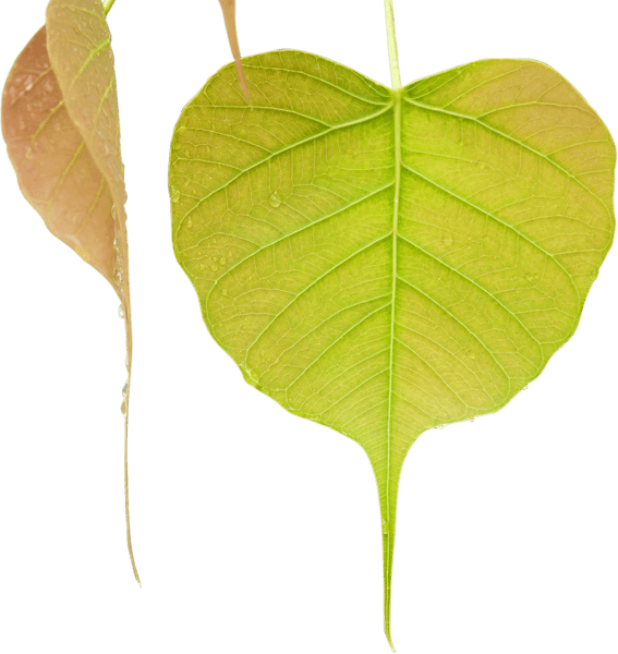 Transparent Bodhi Tree Leaf Mahamevnawa Buddhist Monastery Flower for Bodhi Day