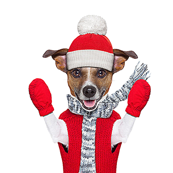 Transparent Jack Russell Terrier Winter Christmas Dog Snout for Christmas