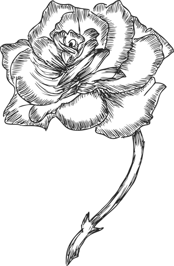 Transparent Floral Design Drawing Monochrome Painting Flower Black And White for Valentines Day