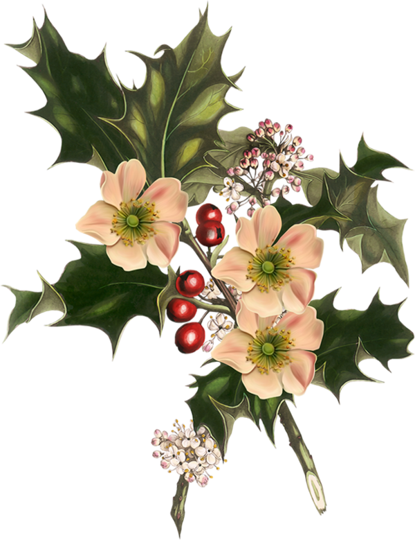 Transparent Flower Floral Design Christmas Day Plant for Christmas