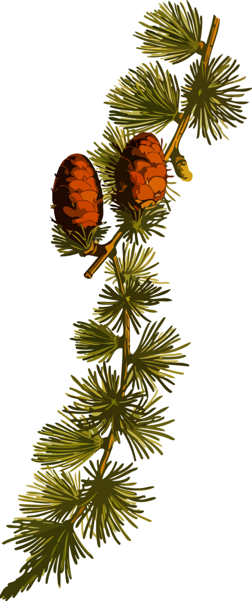Transparent Alpinis Maumedis Larix Sibirica Conifer Cone Tree Pine Family for Christmas