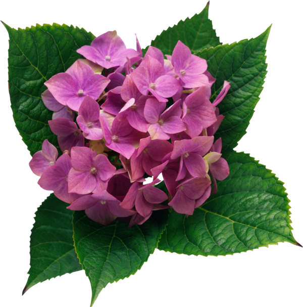 Transparent French Hydrangea Flower Cut Flowers Plant for Valentines Day