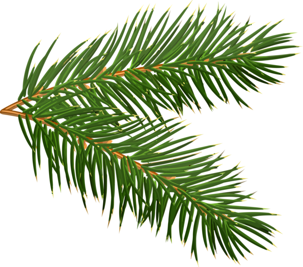 Transparent Christmas shortleaf black spruce Columbian spruce balsam fir for Christmas Ornament for Christmas