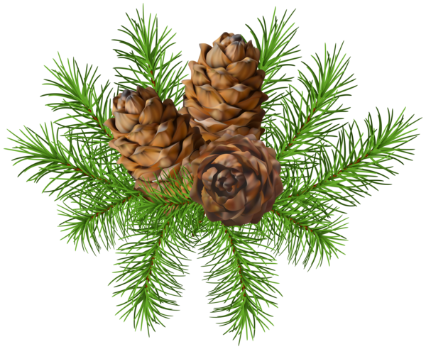 Transparent Conifer Cone Conifers Branch Fir Pine Family for Christmas