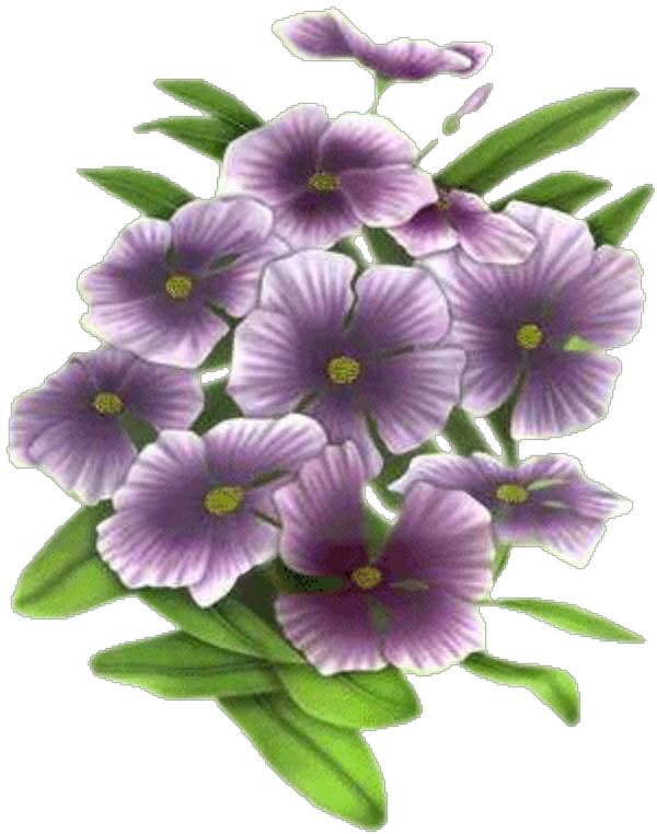 Transparent Pansy Flower Animation Violet for Valentines Day