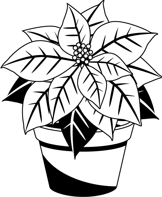 Transparent Poinsettia Christmas Black And White Line Art Plant for Christmas
