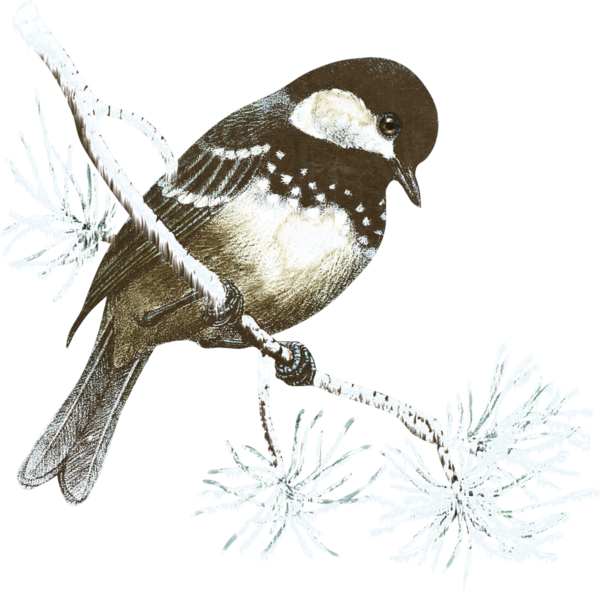 Transparent Christmas Bird Idea Twig Emberizidae for Christmas