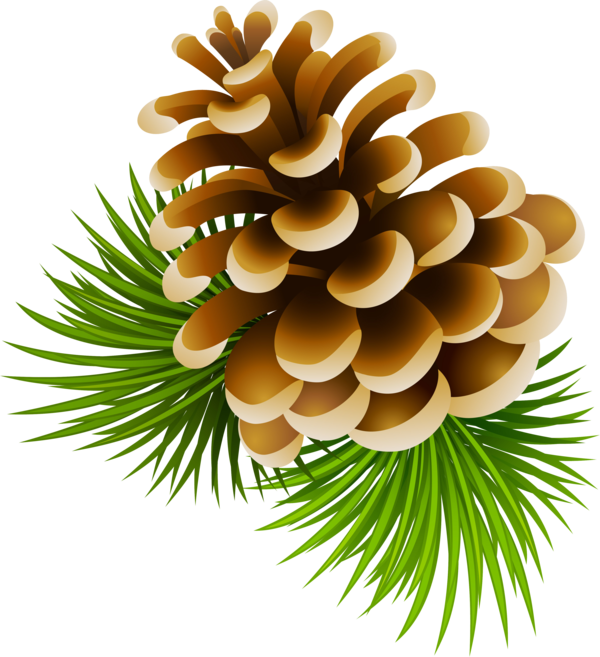 Transparent Conifer Cone Pine Cone Fir Pine Family for Christmas