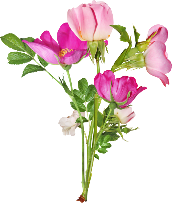 Transparent Blessing Tuesday God Bless You Plant Flower for Valentines Day
