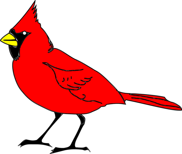 Transparent Northern Cardinal St Louis Cardinals Christmas Card Bird Songbird for Christmas