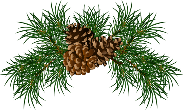 Transparent Scots Pine Conifer Cone Tree Fir Pine Family for Christmas