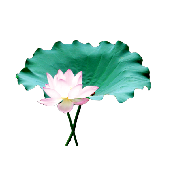 Transparent Diamond Sutra Zen Enlightenment Plant Flower for Bodhi Day