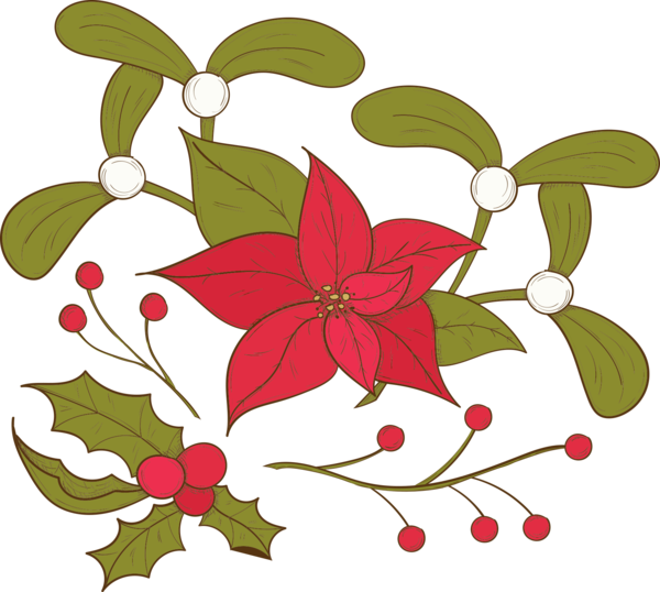 Transparent Poinsettia Christmas Flower Plant Flora for Christmas