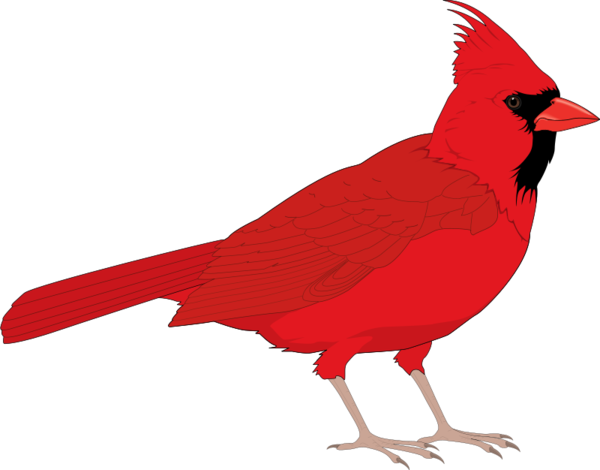 Transparent Northern Cardinal St Louis Cardinals Cardinal Songbird Bird for Christmas