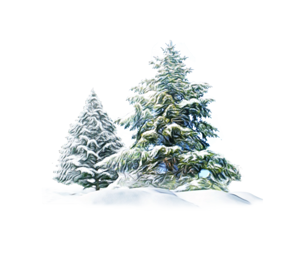 Transparent Spruce Christmas Tree Fir Shortleaf Black Spruce Balsam Fir for Christmas