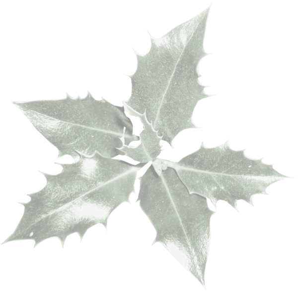 Transparent Leaf Common Holly Japanese Holly Holly for Christmas