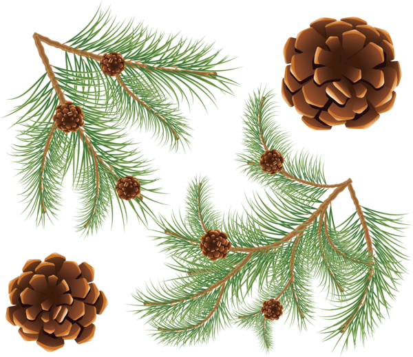 Transparent Fir Conifer Cone Coulter Pine Pine Family Tree for Christmas