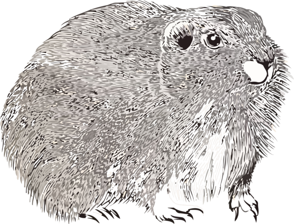 Transparent Groundhog Day Groundhog Gopher nutria for Groundhog for Groundhog Day