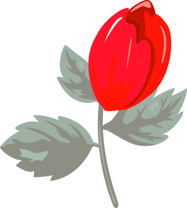 Transparent Valentine's Day Tulip Flower Plant for Rose for Valentines Day