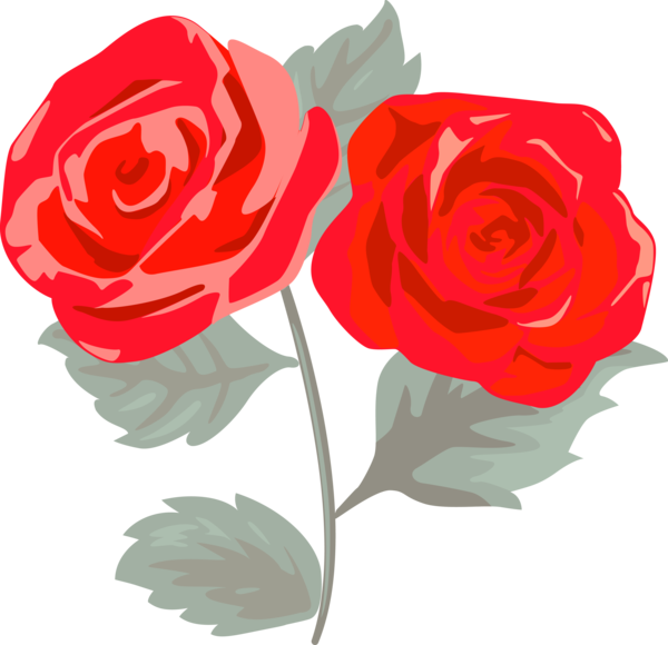 Transparent Valentine's Day Flower Garden roses Rose for Rose for Valentines Day