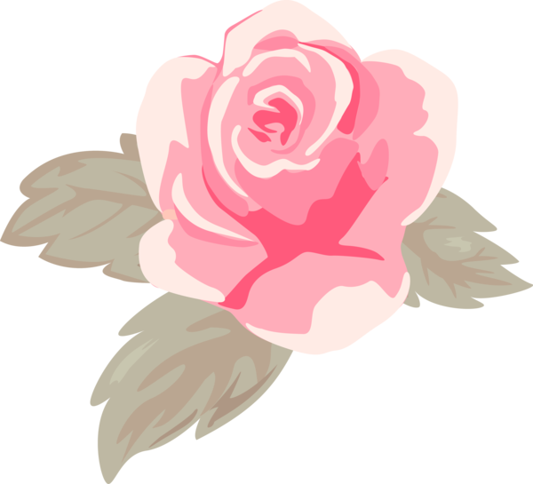 Transparent Valentine's Day Pink Garden roses Flower for Rose for Valentines Day
