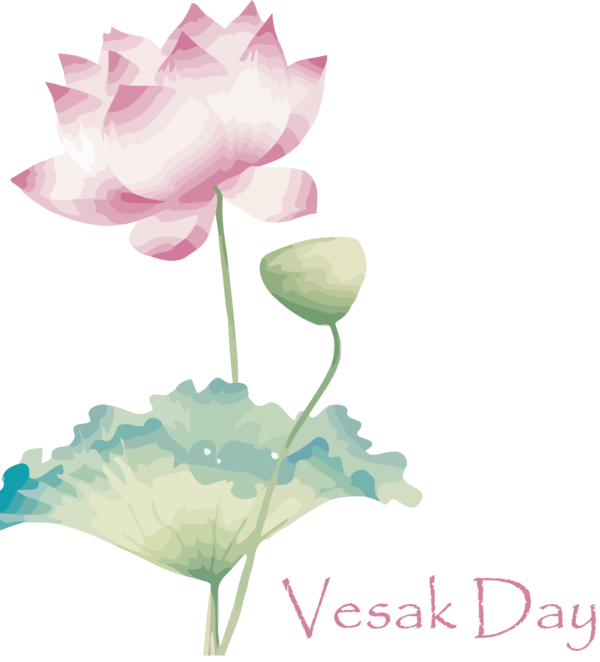 Transparent Vesak Flower Lotus family Sacred lotus for Buddha Day for Vesak