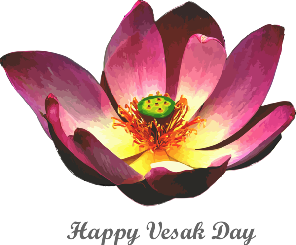 Transparent Vesak Flower Petal Lotus family for Buddha Day for Vesak