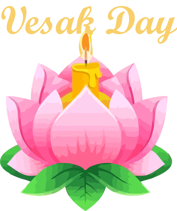 Transparent Vesak Lotus family Sacred lotus Pink for Buddha Day for Vesak