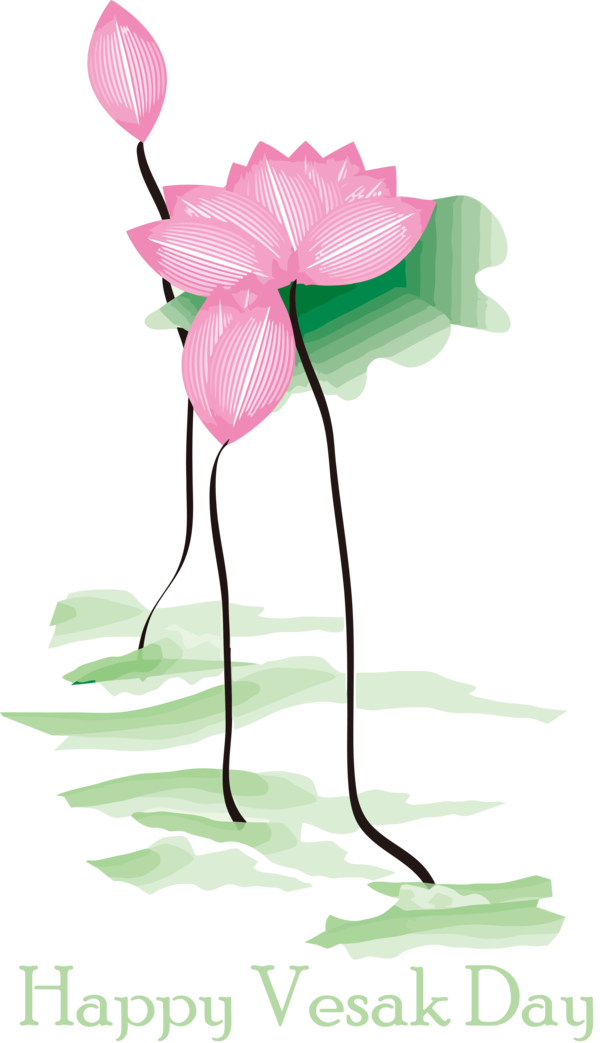 Transparent Vesak Pink Flower Lotus family for Buddha Day for Vesak