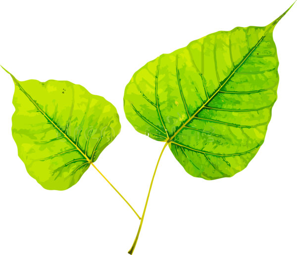 Transparent Bodhi Day Leaf Green Plant for Bodhi Leaf for Bodhi Day