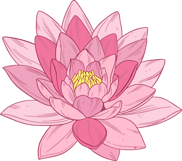 Transparent Bodhi Day Lotus family Lotus Sacred lotus for Bodhi Lotus for Bodhi Day