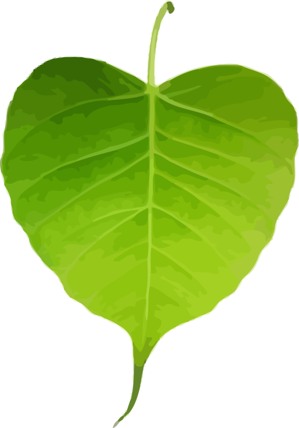 Transparent Bodhi Day Leaf Flower Plant for Bodhi Leaf for Bodhi Day
