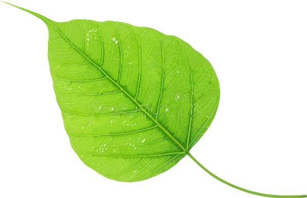 Transparent Bodhi Day Leaf Plant Green for Bodhi Leaf for Bodhi Day