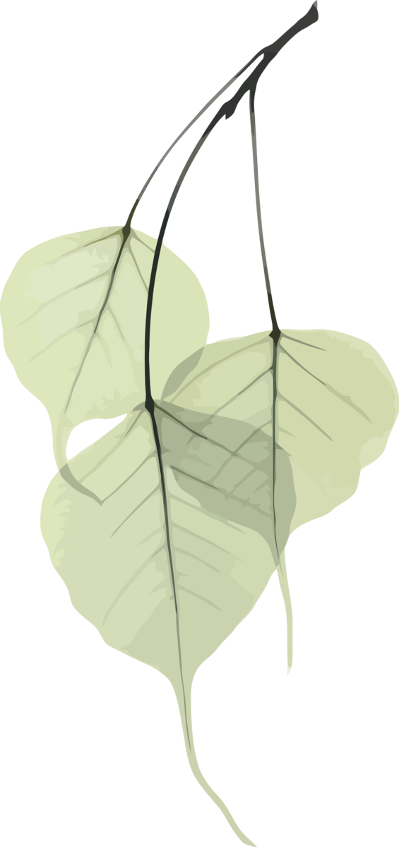 Transparent Bodhi Day Leaf Plant Tree for Bodhi Leaf for Bodhi Day