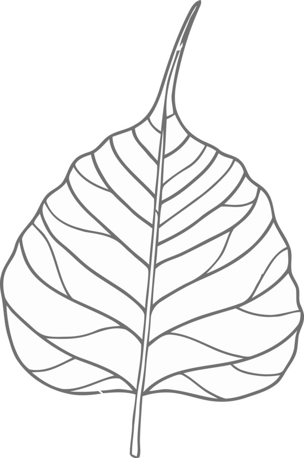 Transparent Bodhi Day Leaf Tree Plant for Bodhi Leaf for Bodhi Day