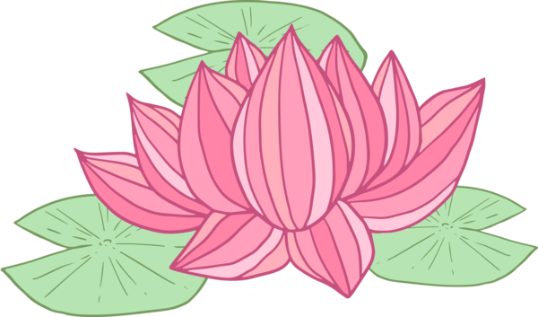 Transparent Bodhi Day Lotus family Lotus Aquatic plant for Bodhi Lotus for Bodhi Day