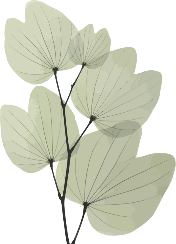 Transparent Bodhi Day Leaf Petal Flower for Bodhi Leaf for Bodhi Day