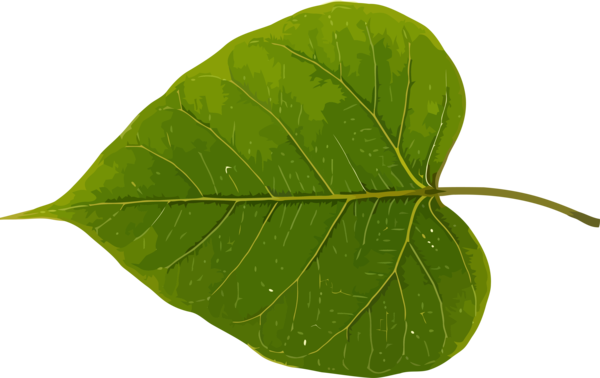 Transparent Bodhi Day Leaf Plant Flower for Bodhi Leaf for Bodhi Day