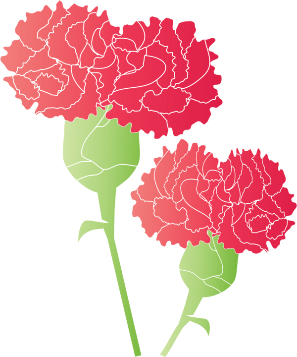 Transparent Mother's Day Carnation Red Flower for Mother's Day Flower for Mothers Day
