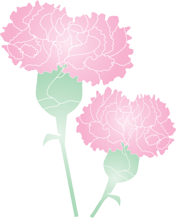 Transparent Mother's Day Pink Carnation Plant for Mother's Day Flower for Mothers Day