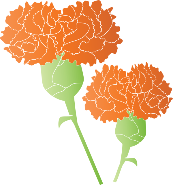 Transparent Mother's Day Orange Tagetes Plant for Mother's Day Flower for Mothers Day