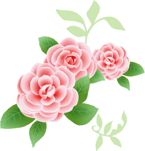 Transparent Valentine's Day Flower Pink Garden roses for Rose for Valentines Day
