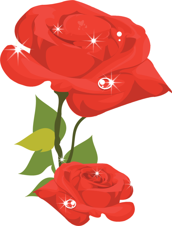 Transparent Valentine's Day Red Flower Garden roses for Rose for Valentines Day