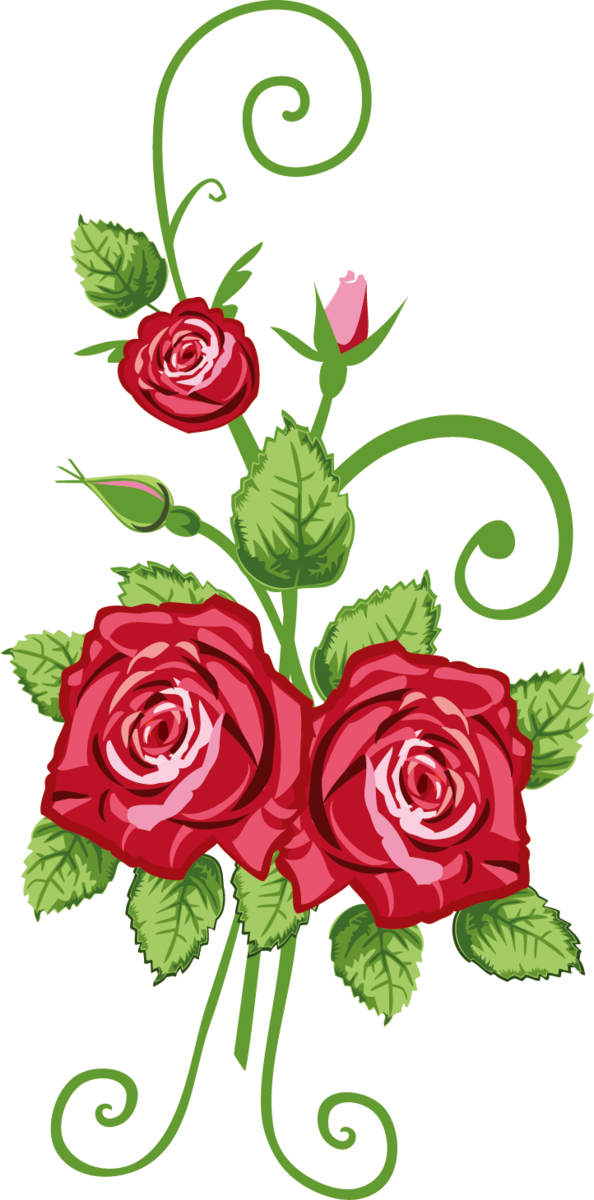 Transparent Valentine's Day Garden roses Cut flowers Flower for Rose for Valentines Day