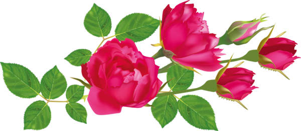 Transparent Valentine's Day Flower Petal Pink for Rose for Valentines Day