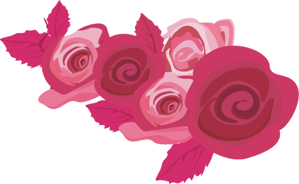 Transparent Valentine's Day Pink Rose Garden roses for Rose for Valentines Day