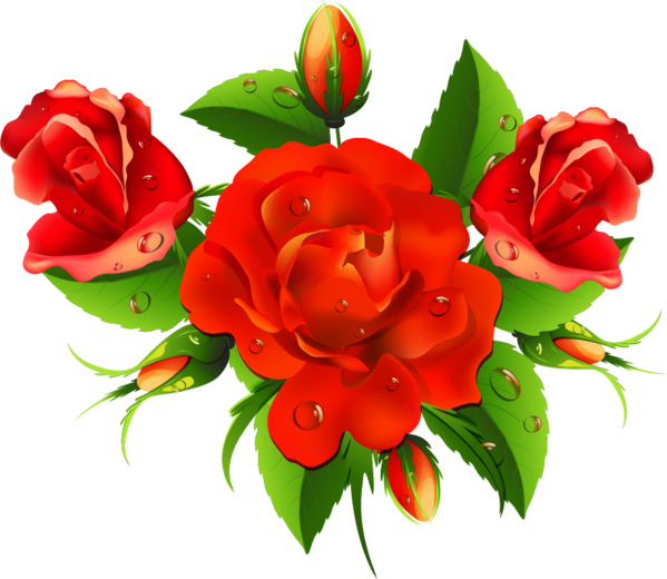 Transparent Valentine's Day Flower Red Garden roses for Rose for Valentines Day