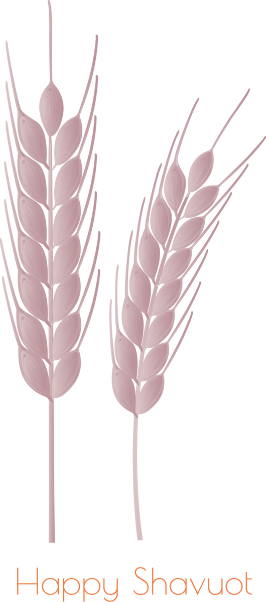Transparent Shavuot Feather Pink Grass family for Happy Shavuot for Shavuot