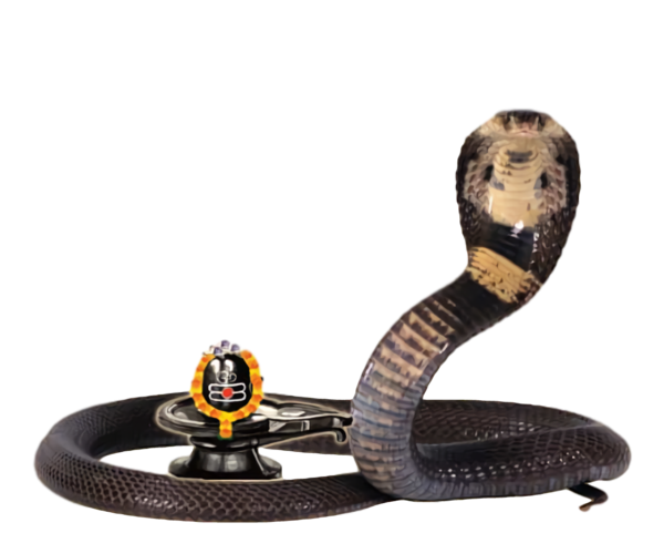 Transparent Naga Panchami King cobra Cobra Reptiles for Naaga Pujaa for Naga Panchami
