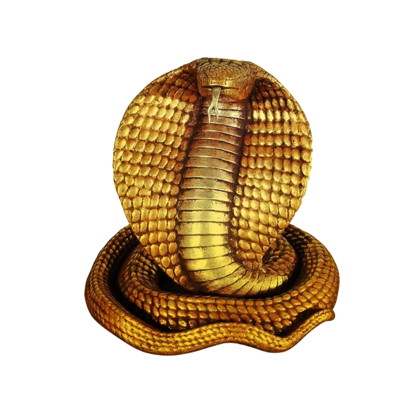 Transparent Naga Panchami King cobra Cobra Venomous snake for Naaga Pujaa for Naga Panchami